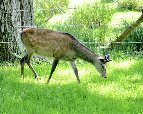 sika deer